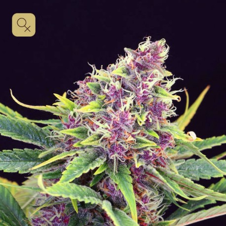 Purple Kush · Kannabia