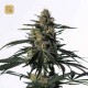Nightingale (NN-1) · Medical Marijuana Genetics