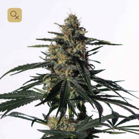 Nightingale (NN-1) · Medical Marijuana Genetics
