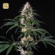 Hiydrow (HY-1) · Medical Marijuana Genetics