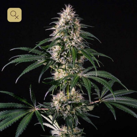 Hiydrow (HY-1) · Medical Marijuana Genetics