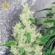Y Griega · Medical Seeds