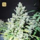 Malakoff · Medical Seeds