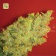 Jack La Mota · Medical Seeds
