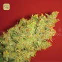 Jack La Mota