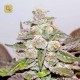 Mendocino Purple Kush · Medical Seeds