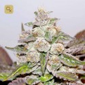 Mendocino Purple Kush