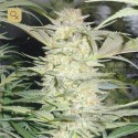 White Widow Fem