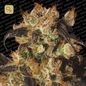 White Berry