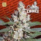 L.A. Amnesia · Paradise Seeds