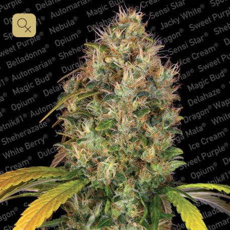 Dutch Kush · Paradise Seeds