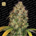 Dutch Kush