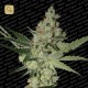 Acid · Paradise Seeds