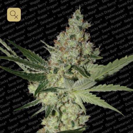 Acid · Paradise Seeds
