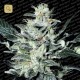 Sensi Star · Paradise Seeds