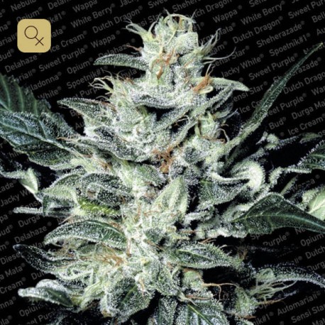 Sensi Star · Paradise Seeds
