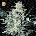 Sensi Star
