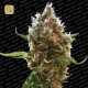 Lucid Bolt · Paradise Seeds