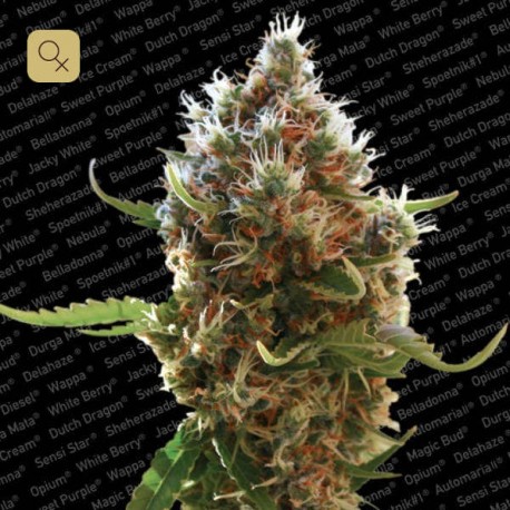 Lucid Bolt · Paradise Seeds