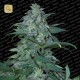 Magic Bud · Paradise Seeds