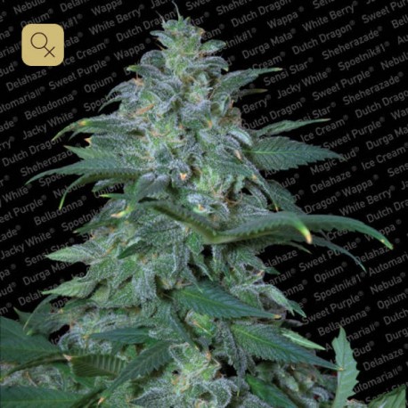 Magic Bud · Paradise Seeds