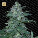 Magic Bud