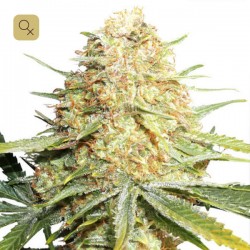 Lemon Zkittle · Dutch Passion