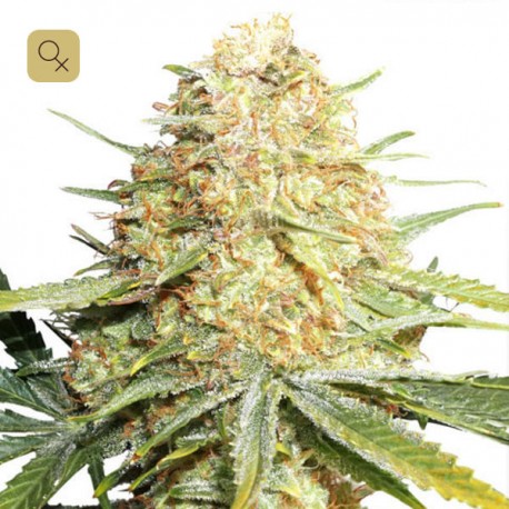 Lemon Zkittle · Dutch Passion