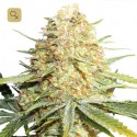 Lemon Zkittle