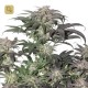 Bubba Island Kush · Dutch Passion