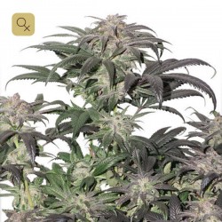 Bubba Island Kush · Dutch Passion