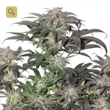 Bubba Island Kush · Dutch Passion