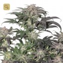 Bubba Island Kush