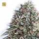 CBD+ Critical#47 · Positronics