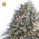 CBD+ Critical 47