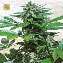 Blue Rhino