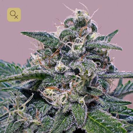 SuperCheese · Positronics