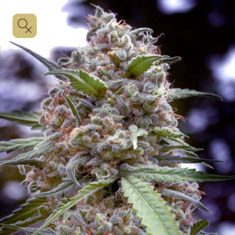 Grapefruit Fem (Positronics)
