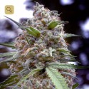 Grapefruit Fem