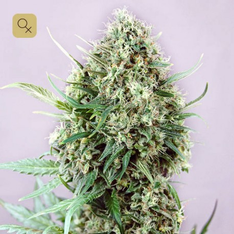 Jack Diesel · Positronics