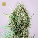 Jack Diesel
