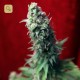 Blackdance · Reggae Seeds