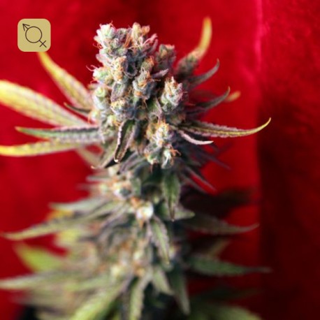 Revolution Regular · Reggae Seeds