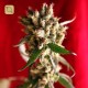 Roots Regular · Reggae Seeds