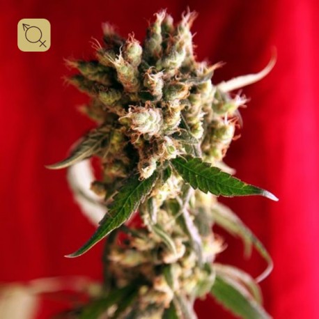 Roots Regular · Reggae Seeds