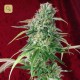 Juanita La Lagrimosa · Reggae Seeds