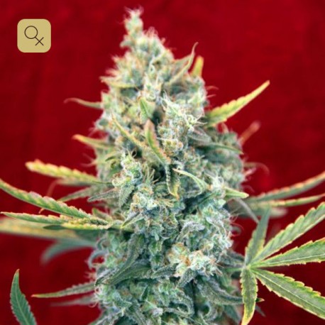 Sra. Amparo · Reggae Seeds
