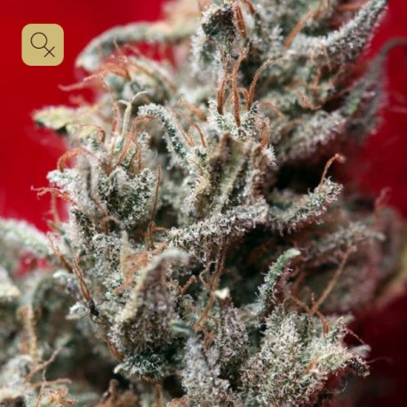 O´Haze Red · Reggae Seeds