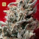 O´Haze Red