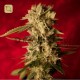 Bass Line Regular · Reggae Seeds